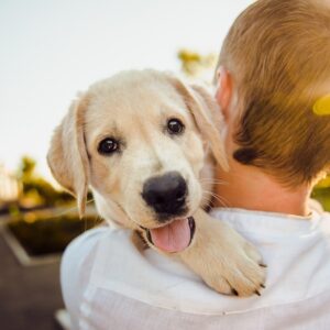Contrato de custodia compartida de mascota por separación